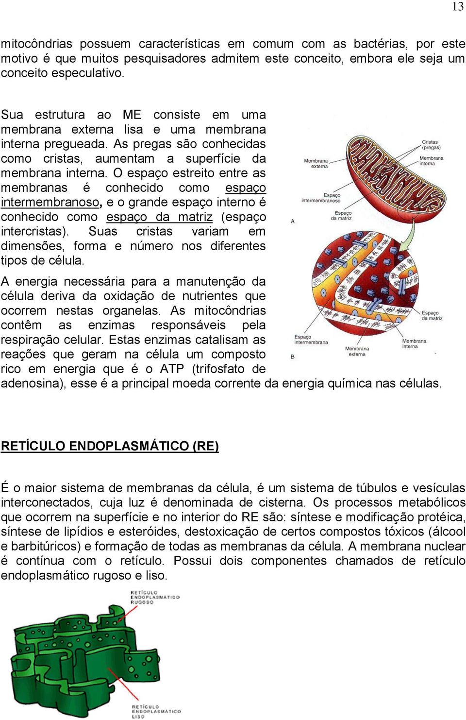 O espaço estreito entre as membranas é conhecido como espaço intermembranoso, e o grande espaço interno é conhecido como espaço da matriz (espaço intercristas).