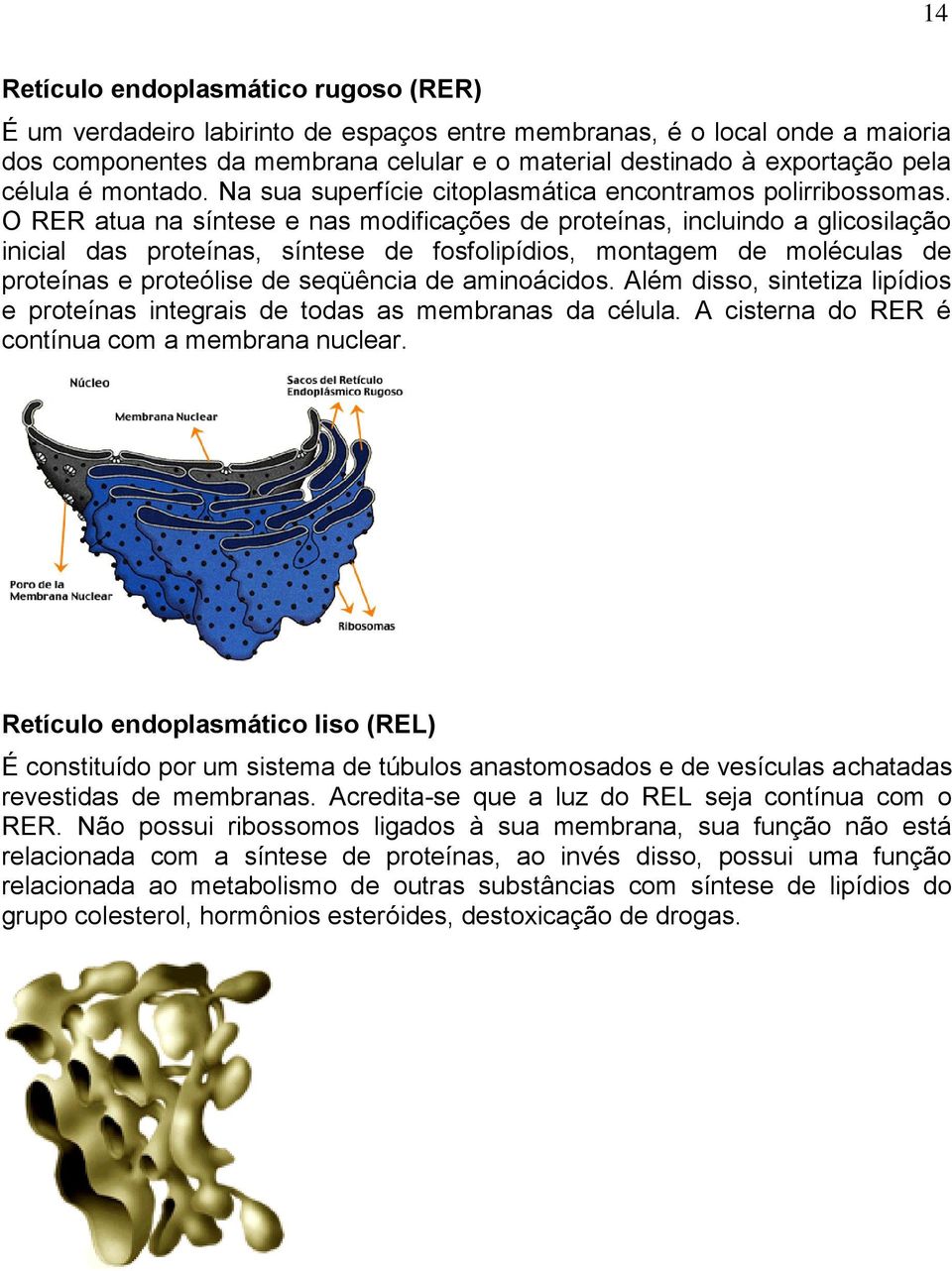 O RER atua na síntese e nas modificações de proteínas, incluindo a glicosilação inicial das proteínas, síntese de fosfolipídios, montagem de moléculas de proteínas e proteólise de seqüência de