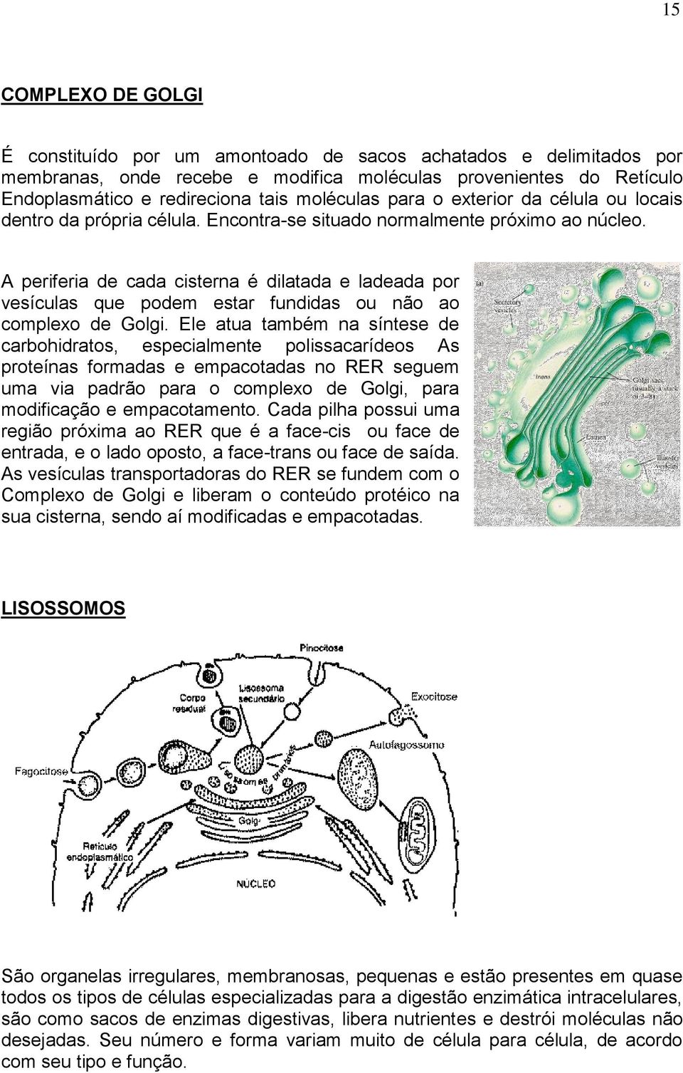 A periferia de cada cisterna é dilatada e ladeada por vesículas que podem estar fundidas ou não ao complexo de Golgi.