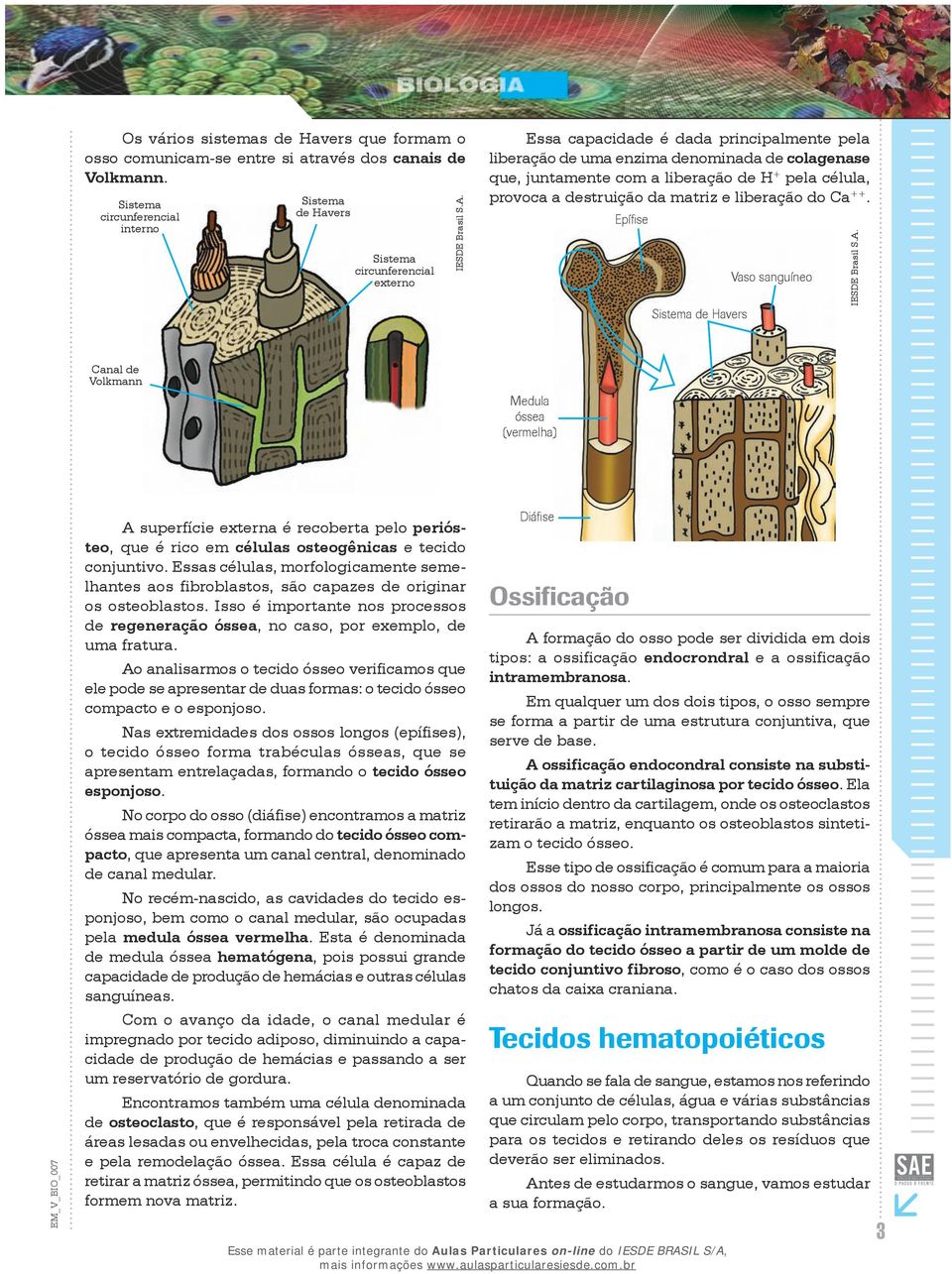 Epífise Sistema de Havers Vaso sanguíneo IESDE Brasil S.A.