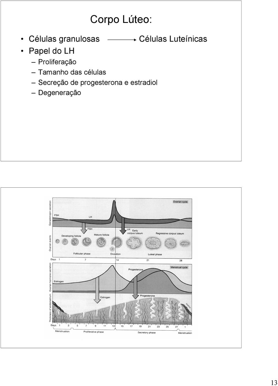 células Secreção de progesterona e