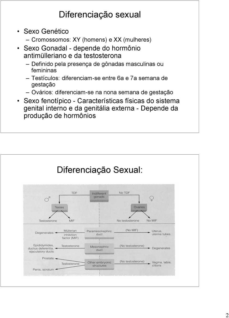 diferenciam-se entre 6a e 7a semana de gestação Ovários: diferenciam-se na nona semana de gestação Sexo fenotípico