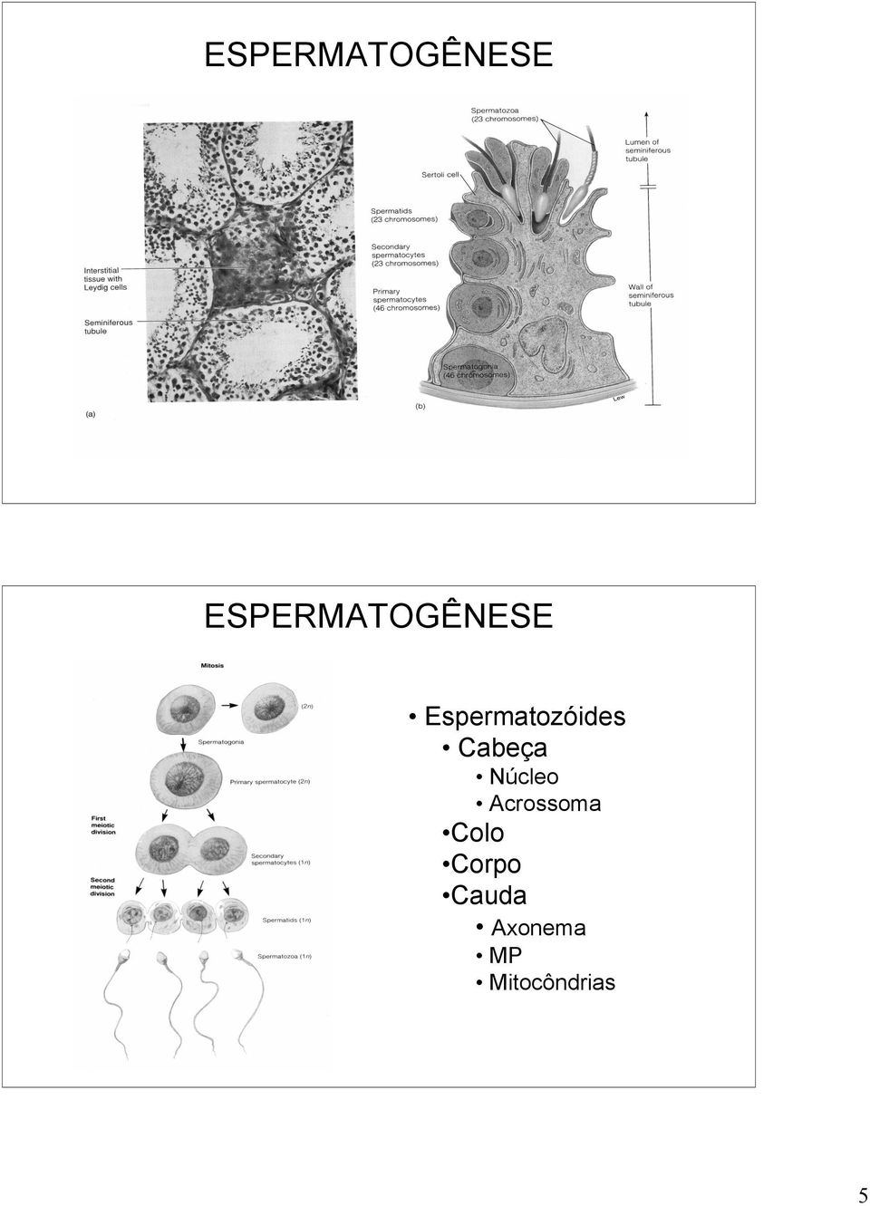 Núcleo Acrossoma Colo Corpo