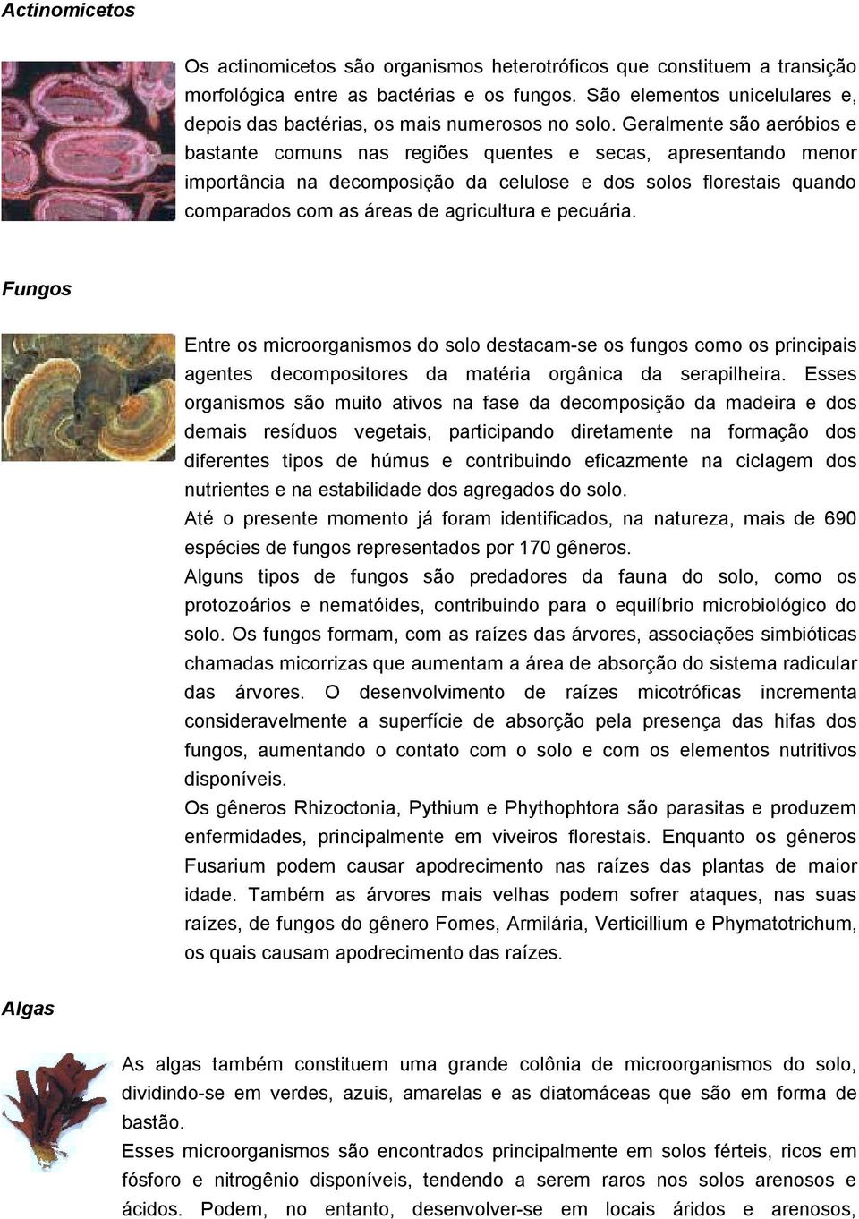 Geralmente são aeróbios e bastante comuns nas regiões quentes e secas, apresentando menor importância na decomposição da celulose e dos solos florestais quando comparados com as áreas de agricultura