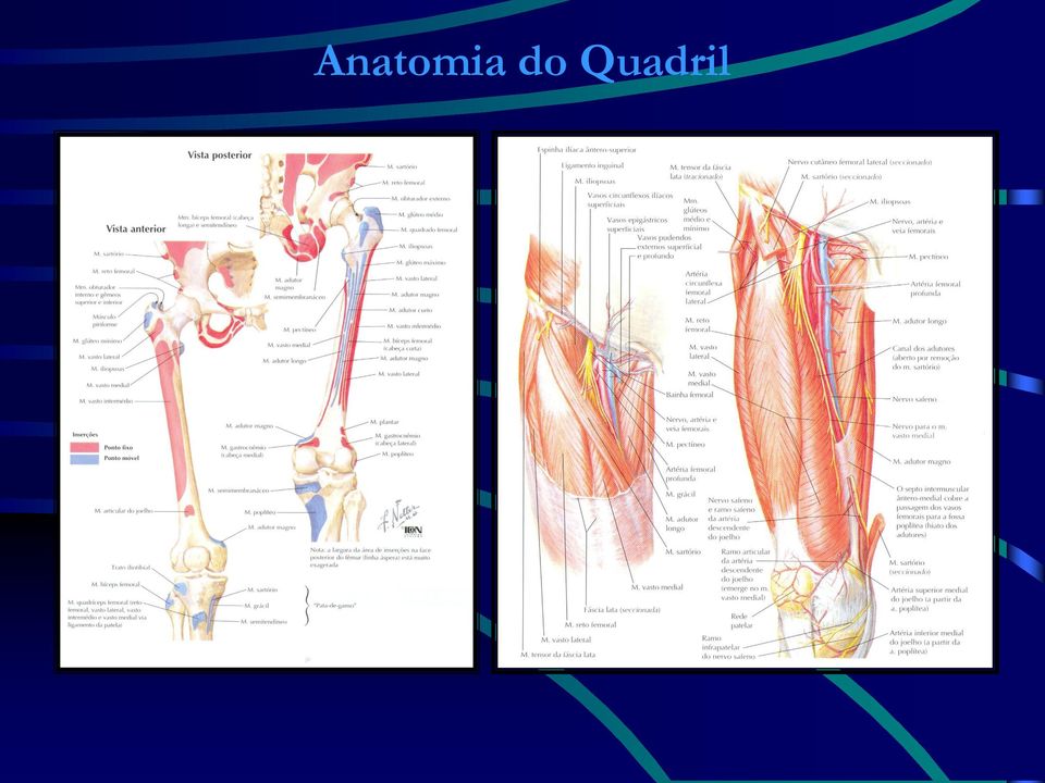 Quadril