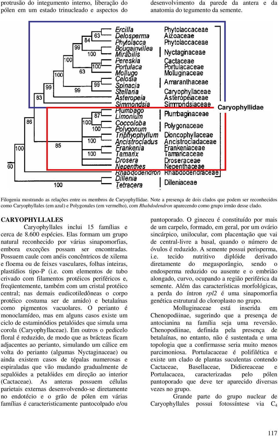 Note a presença de dois clados que podem ser reconhecidos como Caryophyllales (em azul) e Polygonales (em vermelho), com Rhabdodendron aparecendo como grupo irmão desse clado.