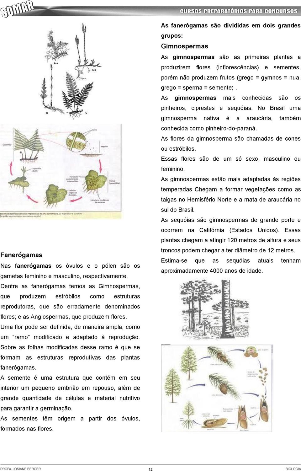 Uma flor pode ser definida, de maneira ampla, como um ramo modificado e adaptado à reprodução.