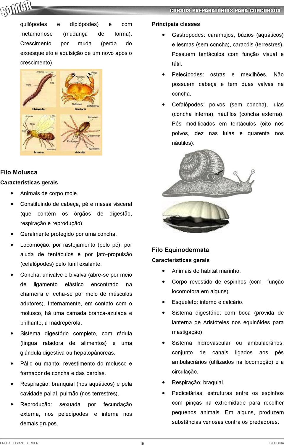 Não possuem cabeça e tem duas valvas na concha. Cefalópodes: polvos (sem concha), lulas (concha interna), náutilos (concha externa).