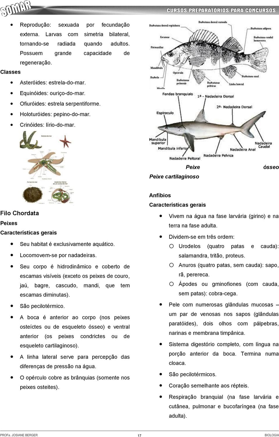 Peixe Peixe cartilaginoso ósseo Filo Chordata Peixes Características gerais Seu habitat é exclusivamente aquático. Locomovem-se por nadadeiras.