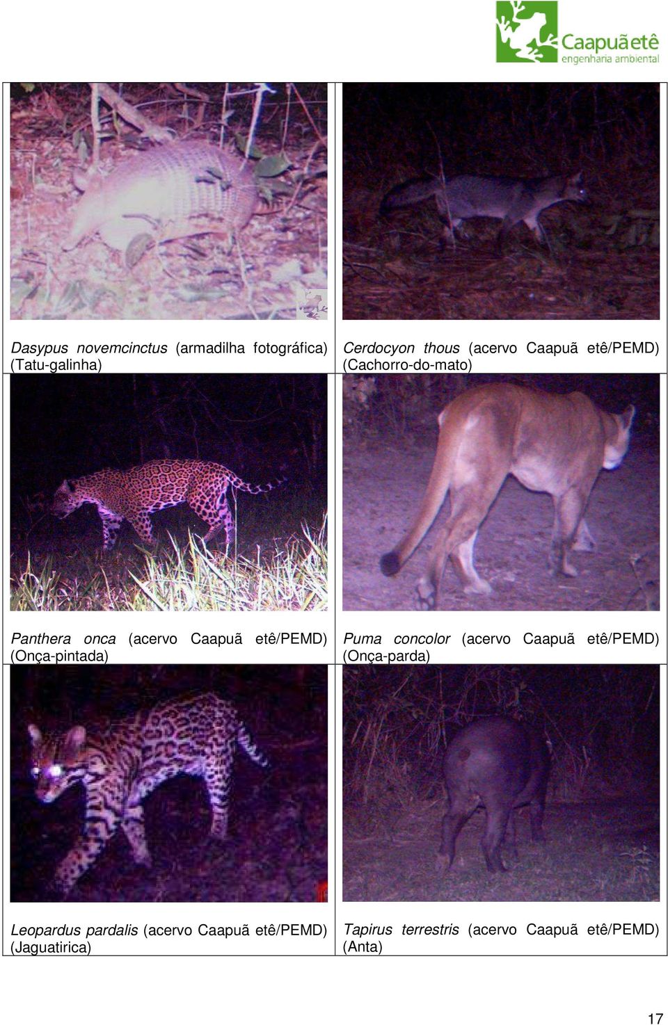 (Onça-pintada) Puma concolor (acervo Caapuã etê/pemd) (Onça-parda) Leopardus