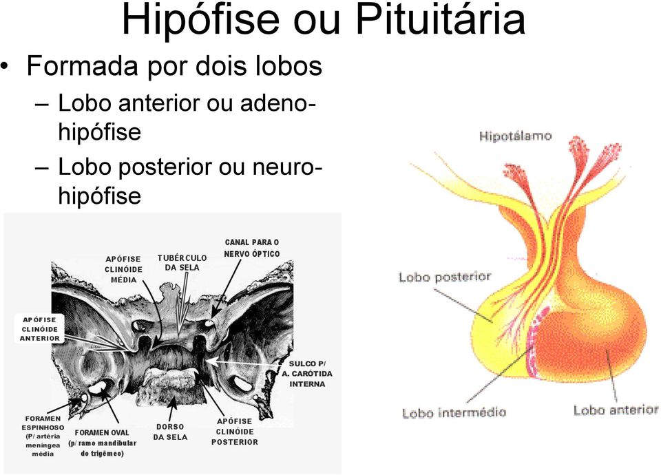 Lobo anterior ou