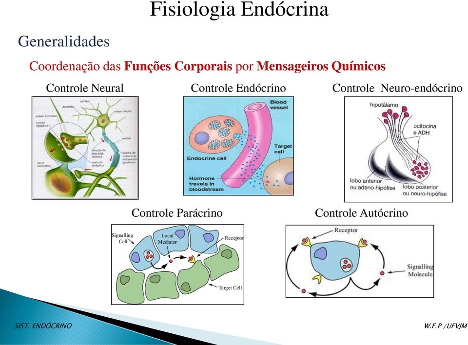 Controle Neural Controle Endócrino Controle