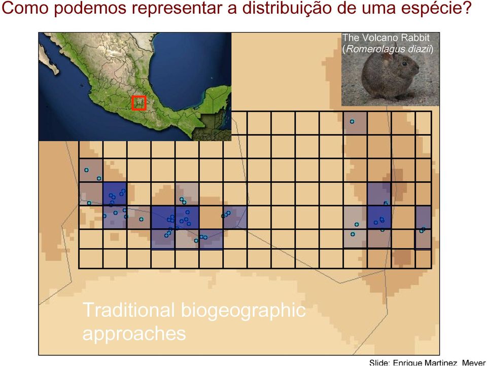 The Volcano Rabbit (Romerolagus diazii)