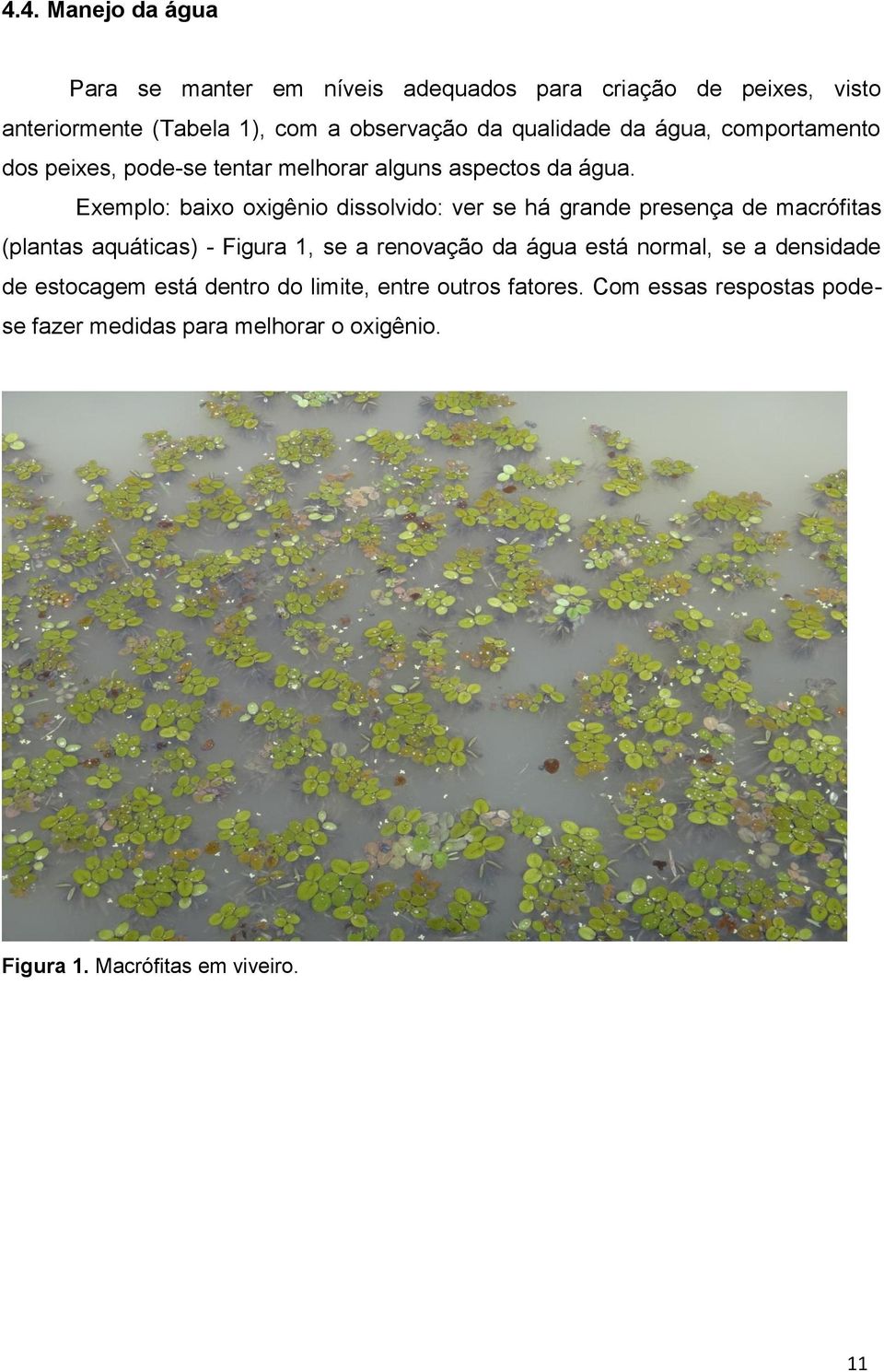 Exemplo: baixo oxigênio dissolvido: ver se há grande presença de macrófitas (plantas aquáticas) - Figura 1, se a renovação da água está