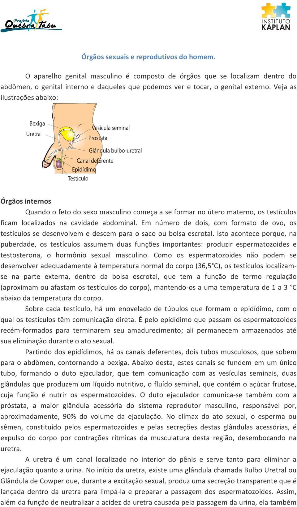 Em número de dois, com formato de ovo, os testículos se desenvolvem e descem para o saco ou bolsa escrotal.