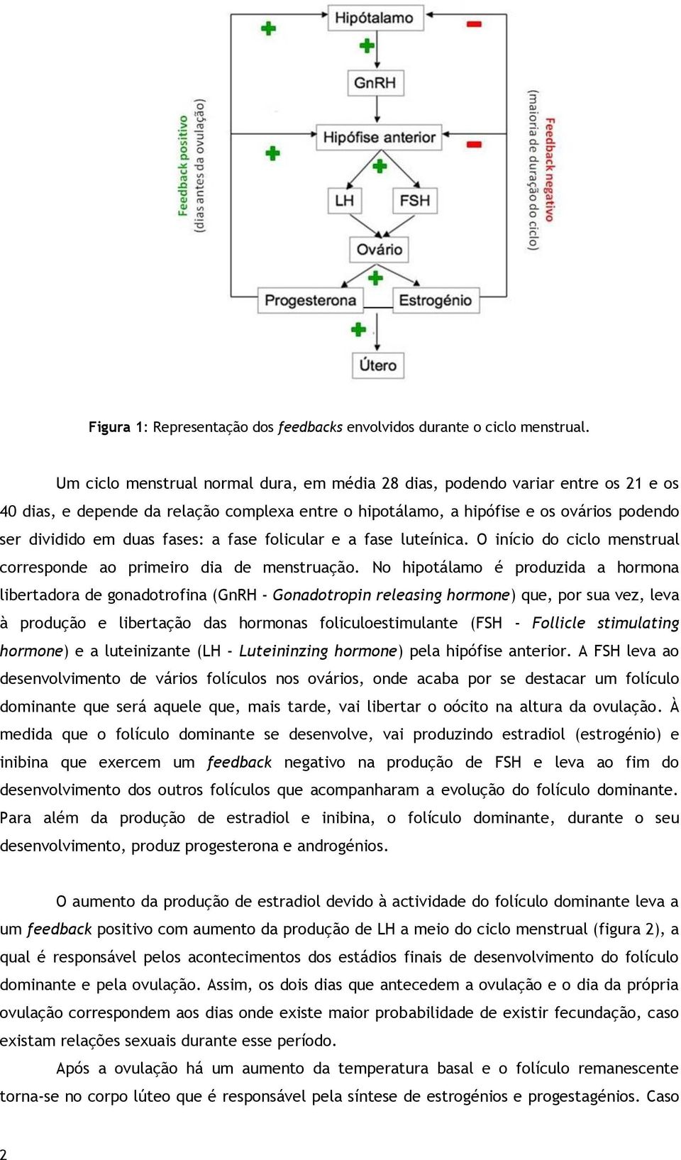 fases: a fase folicular e a fase luteínica. O início do ciclo menstrual corresponde ao primeiro dia de menstruação.