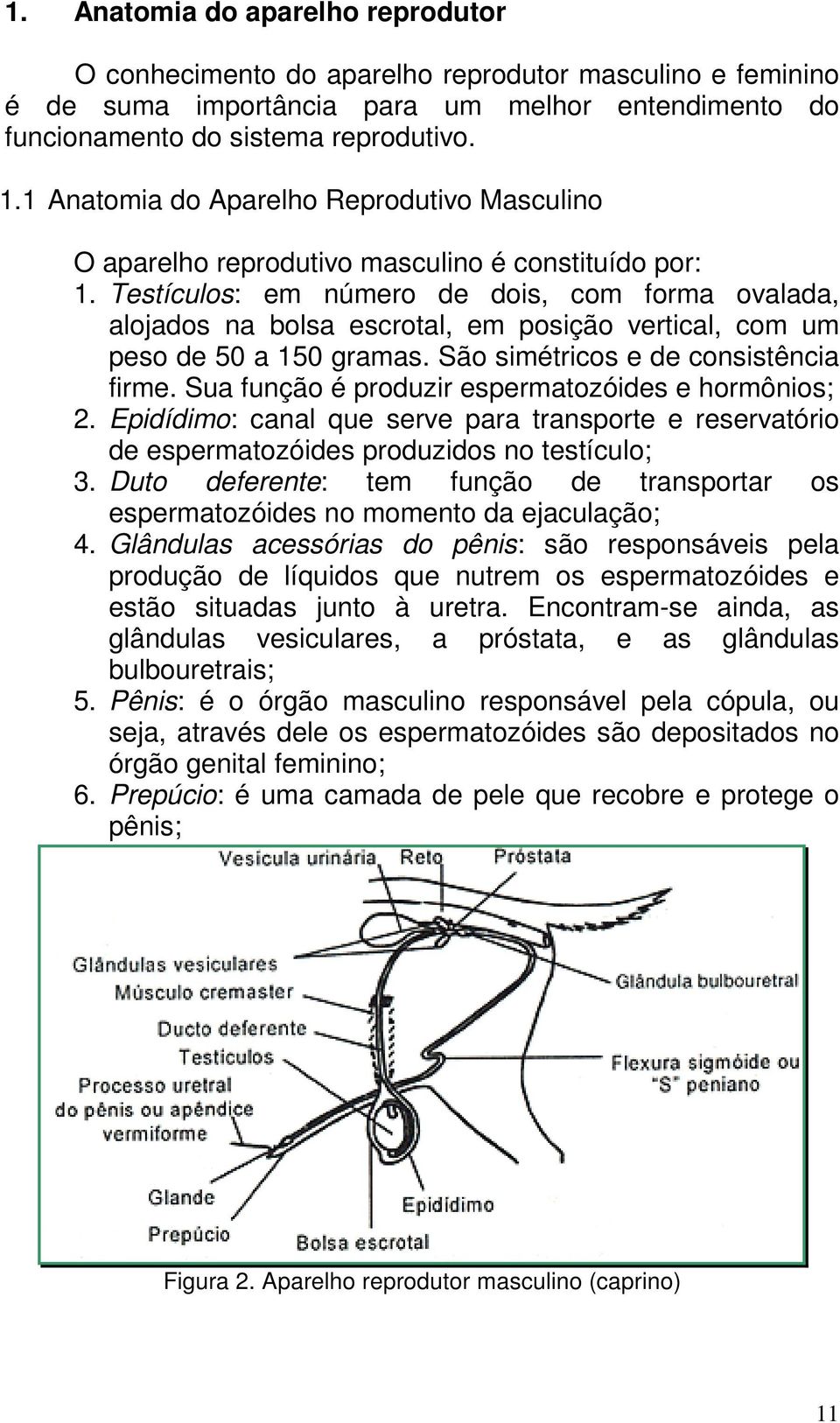 Testículos: em número de dois, com forma ovalada, alojados na bolsa escrotal, em posição vertical, com um peso de 50 a 150 gramas. São simétricos e de consistência firme.