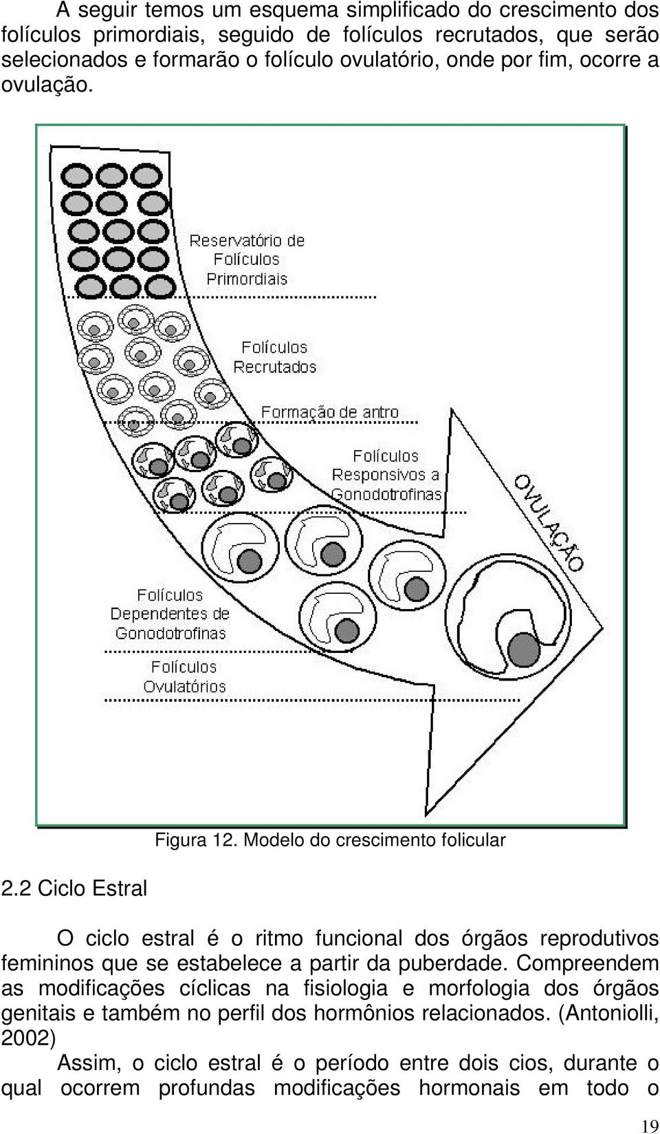 Modelo do crescimento folicular O ciclo estral é o ritmo funcional dos órgãos reprodutivos femininos que se estabelece a partir da puberdade.