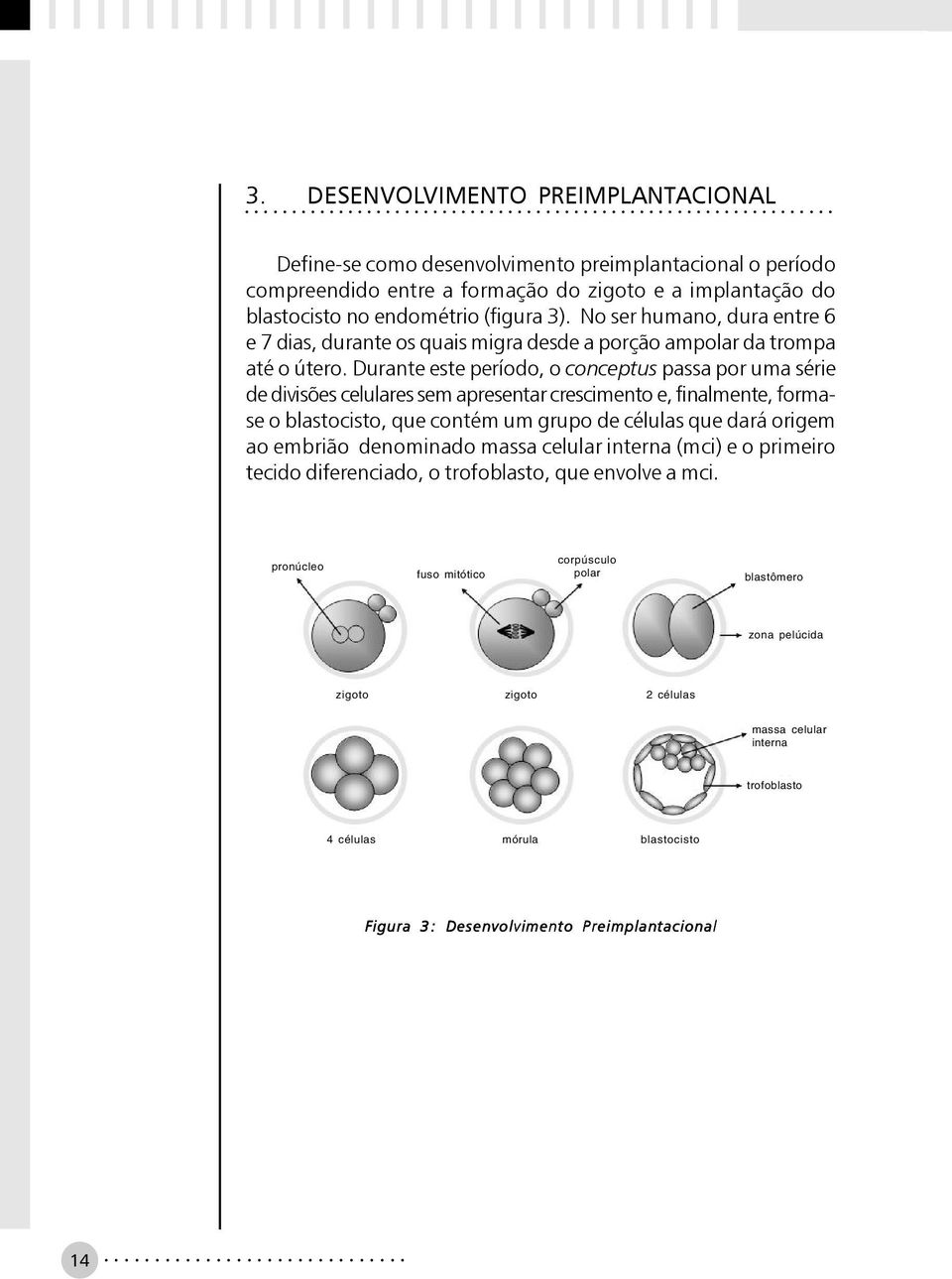 Durante este período, o conceptus passa por uma série de divisões celulares sem apresentar crescimento e, finalmente, formase o blastocisto, que contém um grupo de células que dará origem ao embrião