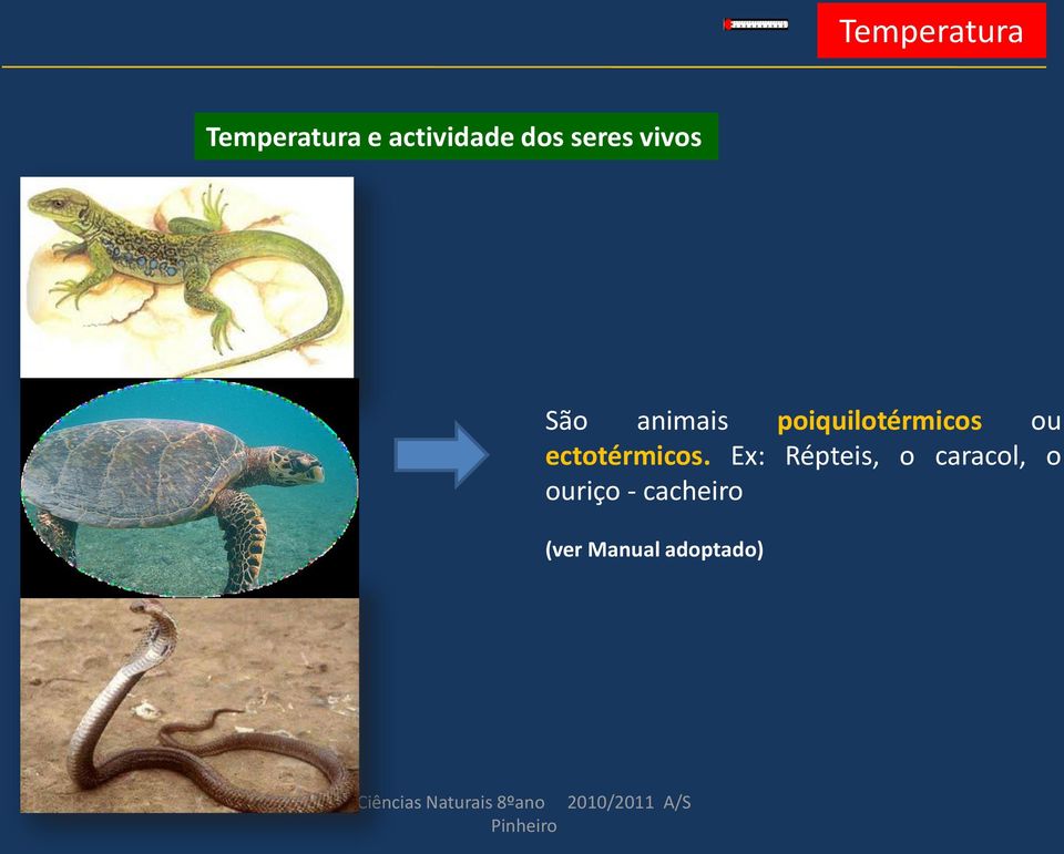 Ex: Répteis, o caracol, o ouriço - cacheiro (ver