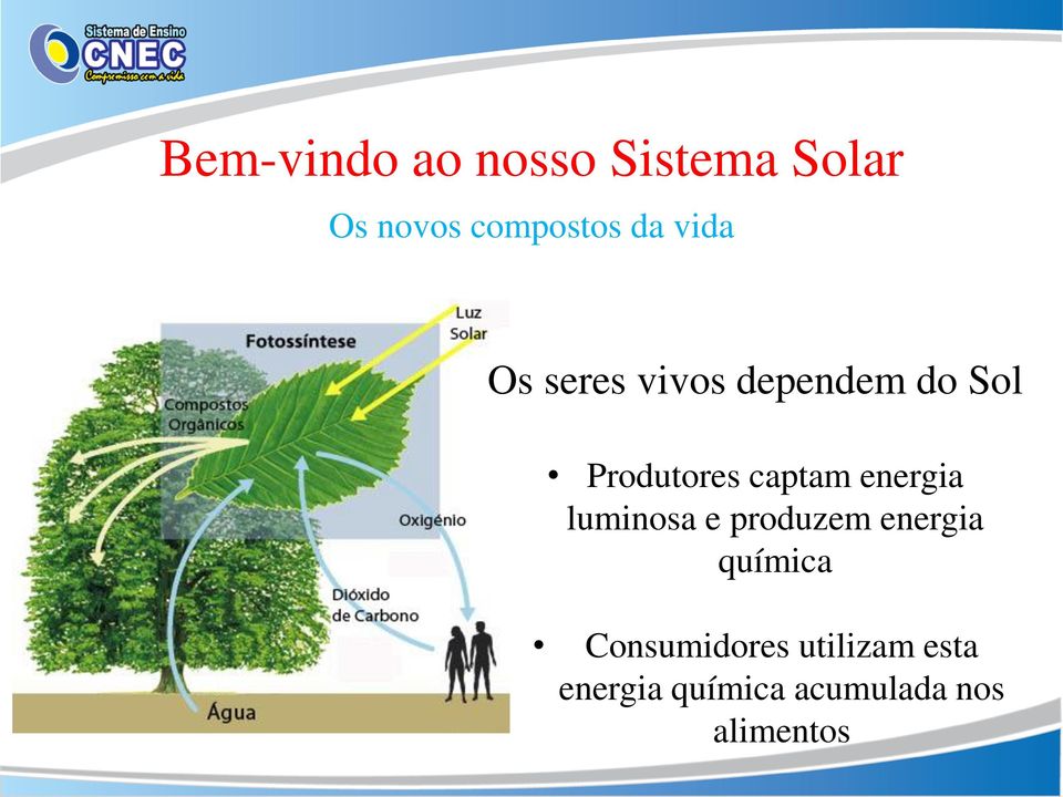 luminosa e produzem energia química