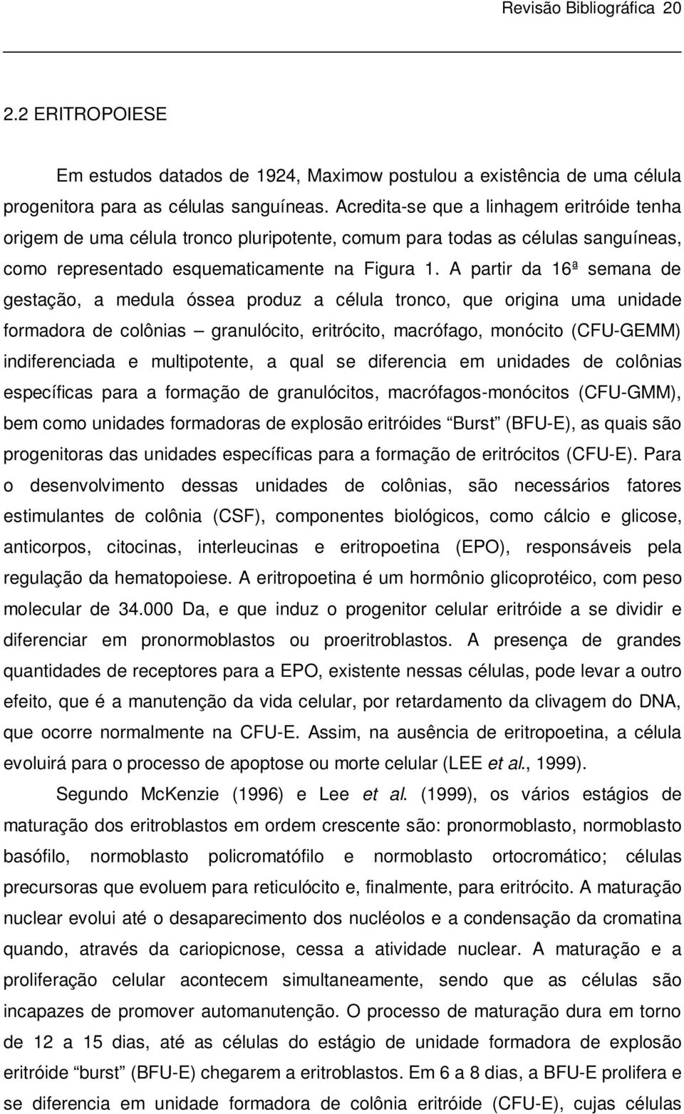 A partir da 16ª semana de gestação, a medula óssea produz a célula tronco, que origina uma unidade formadora de colônias granulócito, eritrócito, macrófago, monócito (CFU-GEMM) indiferenciada e