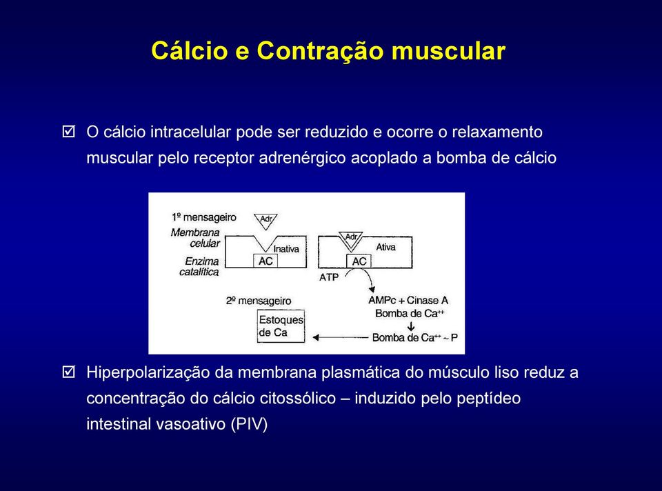 cálcio Hiperpolarização da membrana plasmática do músculo liso reduz a