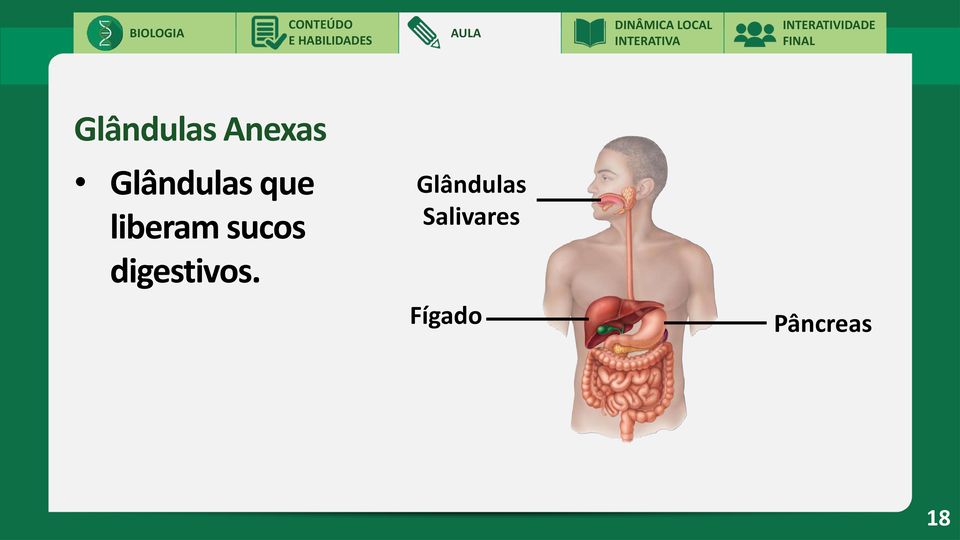 sucos Glândulas