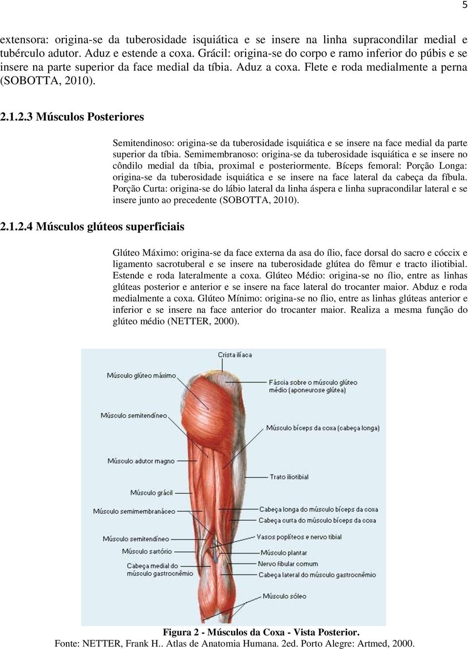 1.2.4 Músculos glúteos superficiais Semitendinoso: origina-se da tuberosidade isquiática e se insere na face medial da parte superior da tíbia.