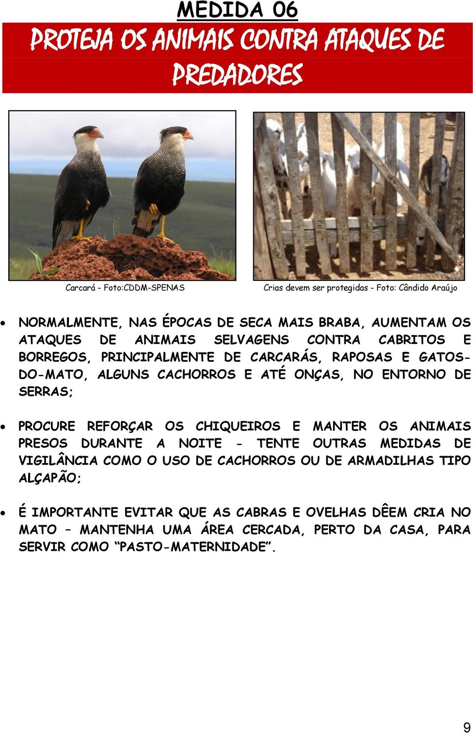 ONÇAS, NO ENTORNO DE SERRAS; PROCURE REFORÇAR OS CHIQUEIROS E MANTER OS ANIMAIS PRESOS DURANTE A NOITE - TENTE OUTRAS MEDIDAS DE VIGILÂNCIA COMO O USO DE CACHORROS