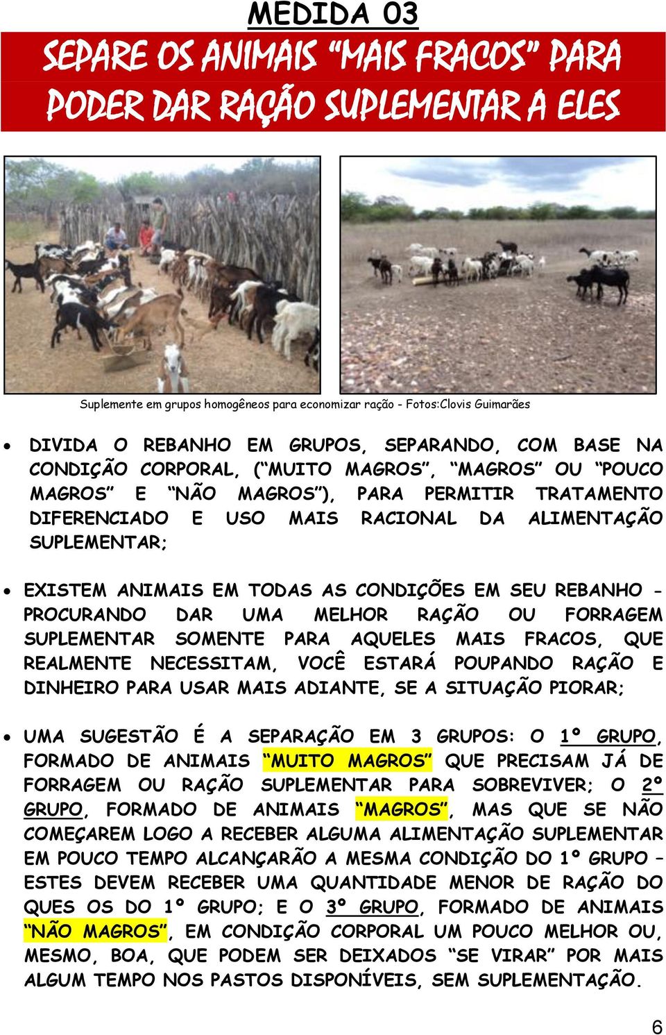 CONDIÇÕES EM SEU REBANHO - PROCURANDO DAR UMA MELHOR RAÇÃO OU FORRAGEM SUPLEMENTAR SOMENTE PARA AQUELES MAIS FRACOS, QUE REALMENTE NECESSITAM, VOCÊ ESTARÁ POUPANDO RAÇÃO E DINHEIRO PARA USAR MAIS