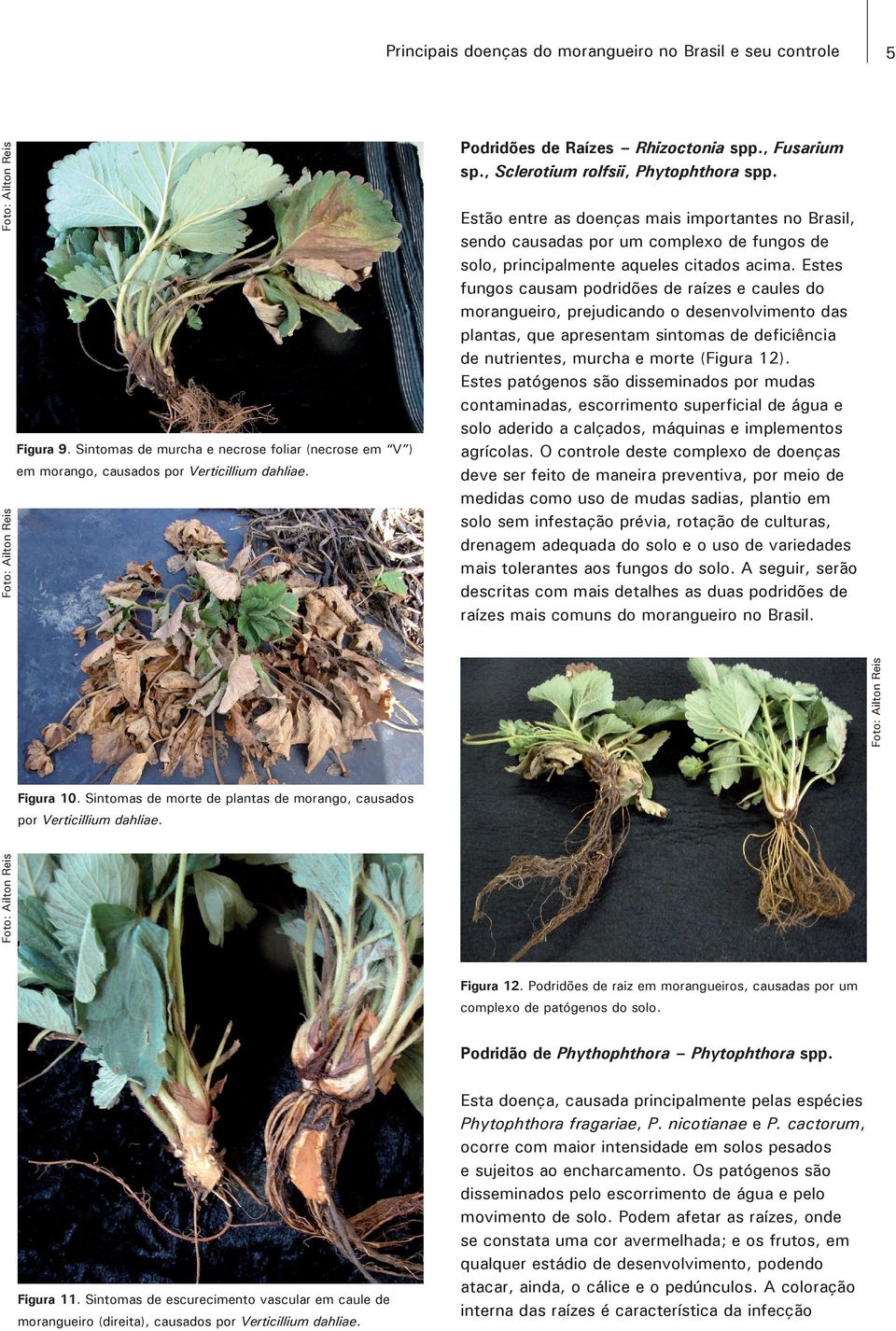 Estes fungos causam podridões de raízes e caules do morangueiro, prejudicando o desenvolvimento das plantas, que apresentam sintomas de deficiência de nutrientes, murcha e morte (Figura 12).