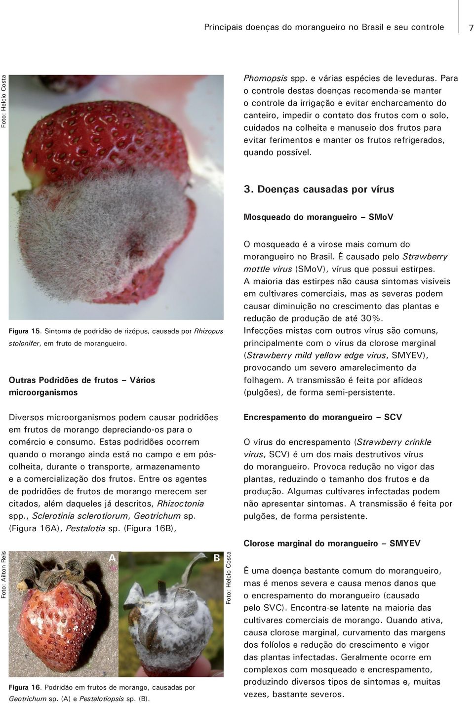 evitar ferimentos e manter os frutos refrigerados, quando possível. 3. Doenças causadas por vírus Mosqueado do morangueiro SMoV Figura 15.