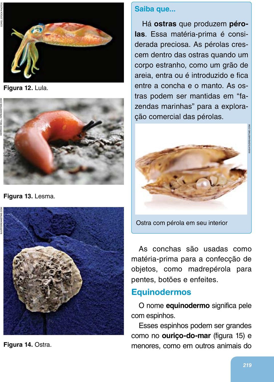 As ostras podem ser mantidas em fazendas marinhas para a exploração comercial das pérolas. KASIA75/DREAMSTIME.COM Figura 13. Lesma. BJUPP/DREAMSTIME.COM Ostra com pérola em seu interior Figura 14.
