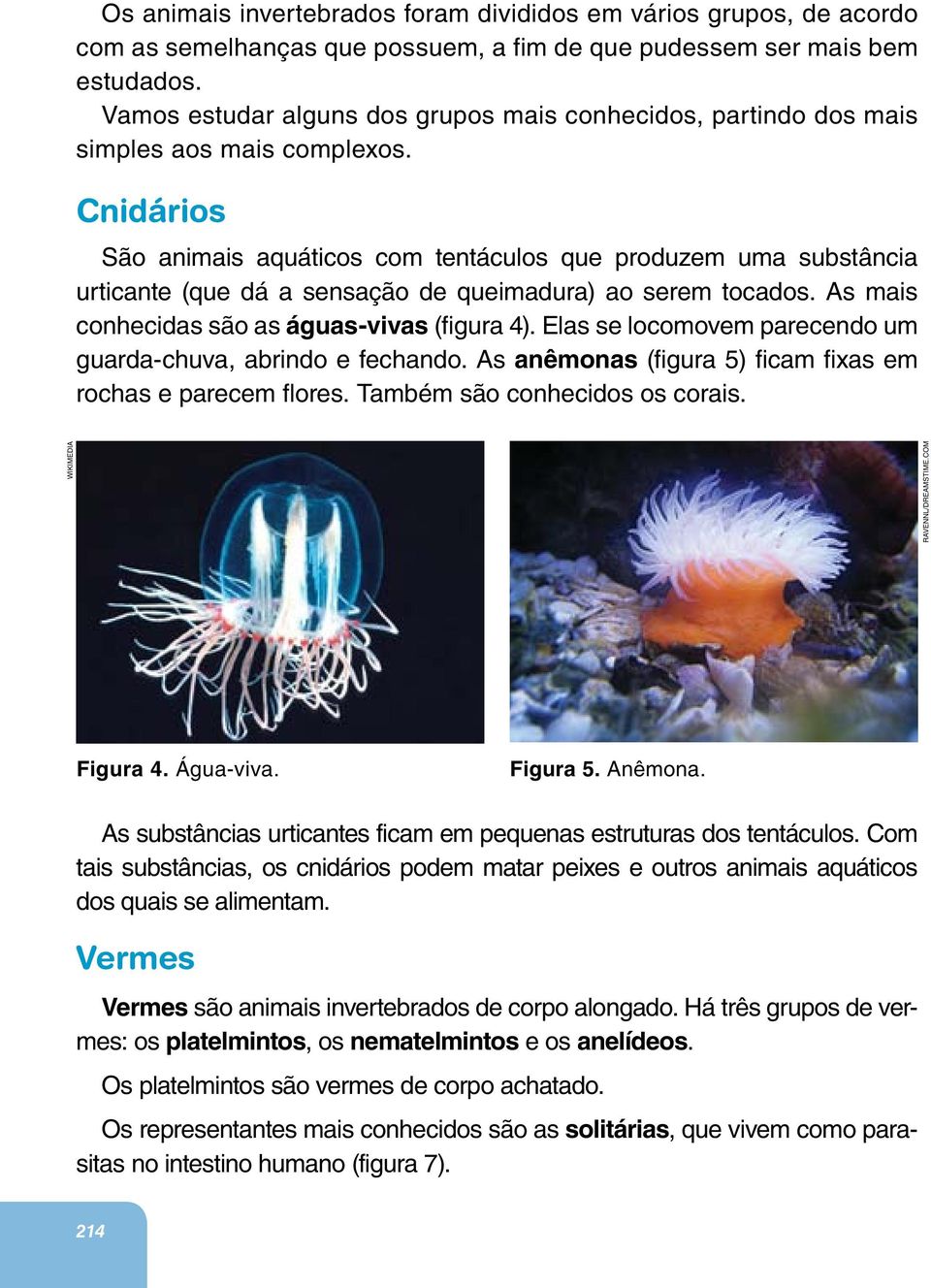 Cnidários São animais aquáticos com tentáculos que produzem uma substância urticante (que dá a sensação de queimadura) ao serem tocados. As mais conhecidas são as águas-vivas (figura 4).