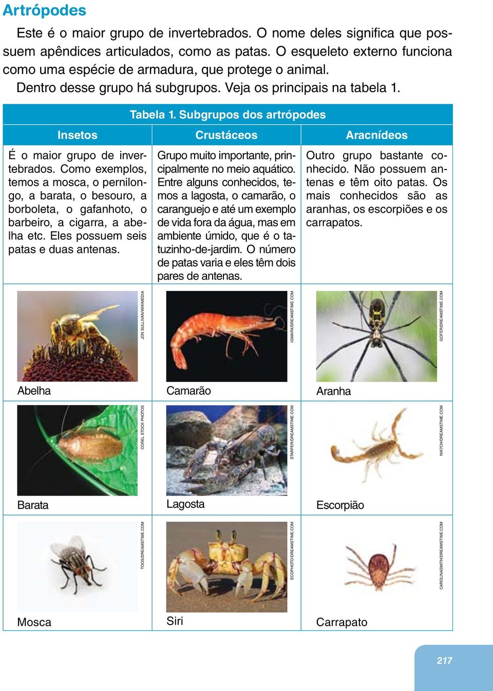 Subgrupos dos artrópodes Insetos Crustáceos Aracnídeos É o maior grupo de invertebrados.