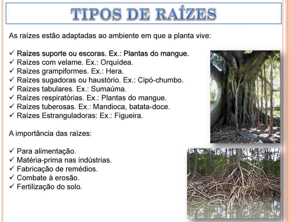 Raízes respiratórias. Ex.: Plantas do mangue. Raízes tuberosas. Ex.: Mandioca, batata-doce. Raízes Estranguladoras: Ex.: Figueira.