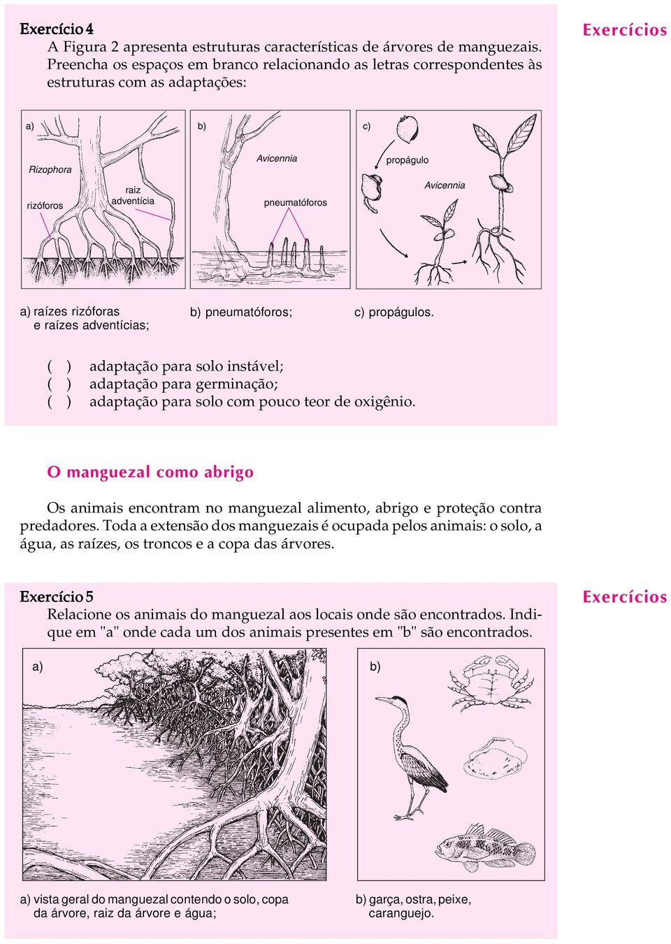 ( ) adaptação para solo instável; ( ) adaptação para germinação; ( ) adaptação para solo com pouco teor de oxigênio.