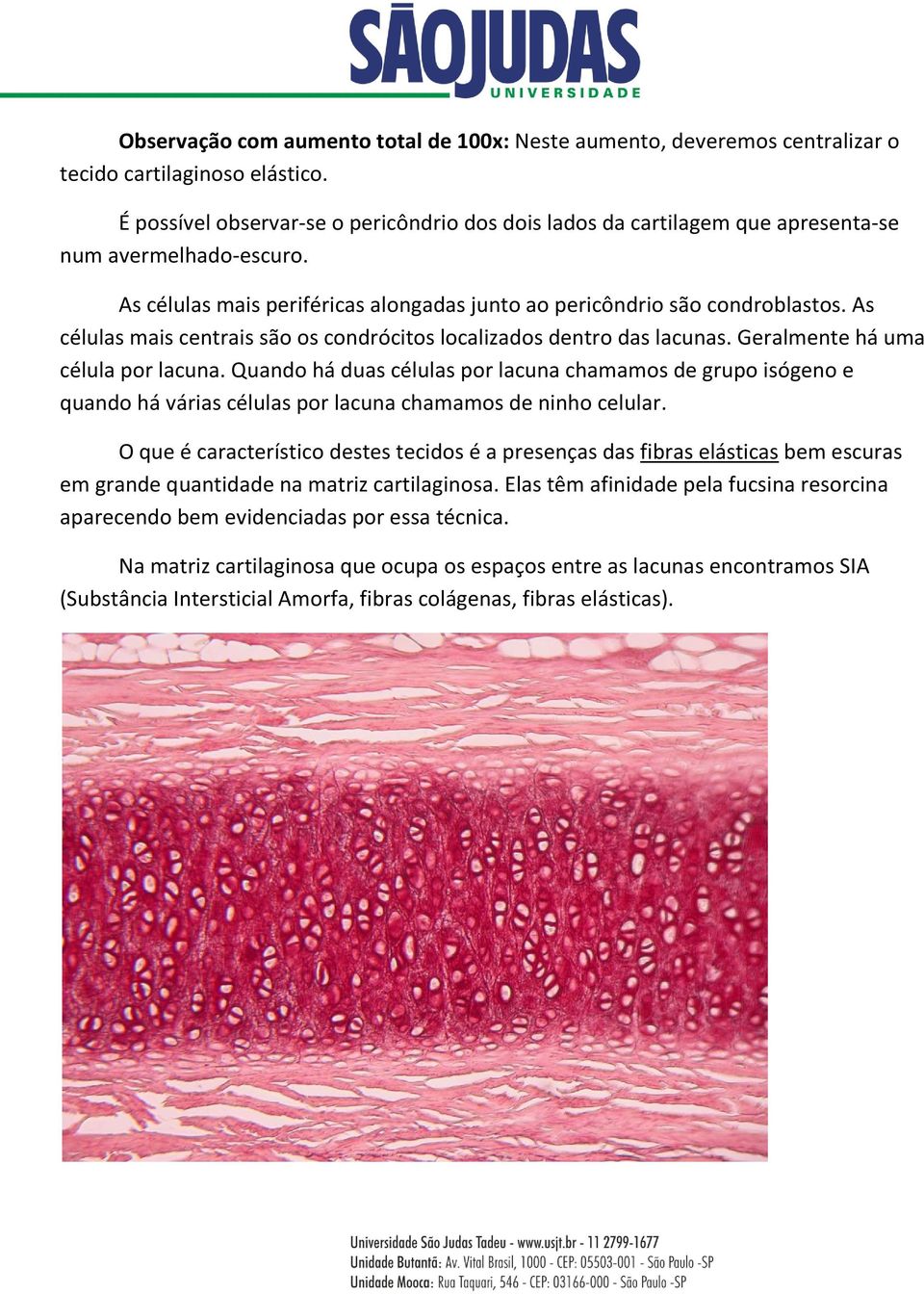 As células mais centrais são os condrócitos localizados dentro das lacunas. Geralmente há uma célula por lacuna.