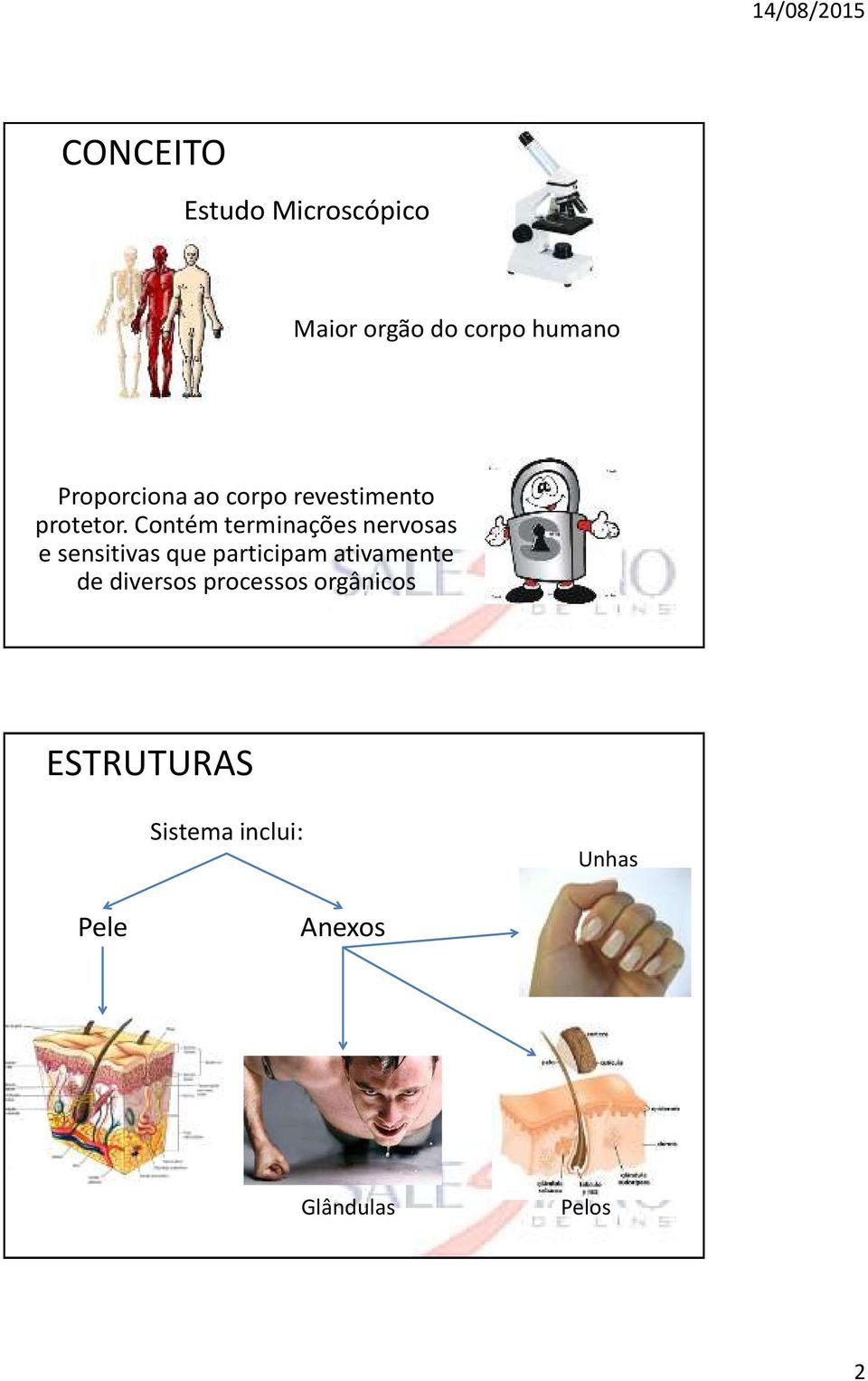 Contém terminações nervosas e sensitivas que participam