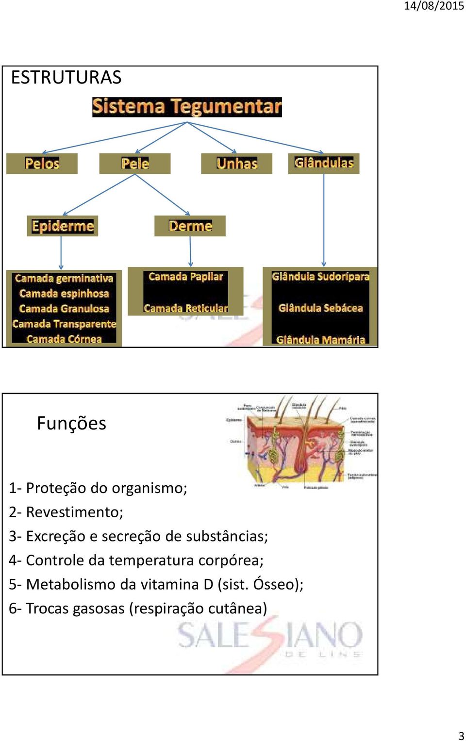 Controle da temperatura corpórea; 5- Metabolismo da