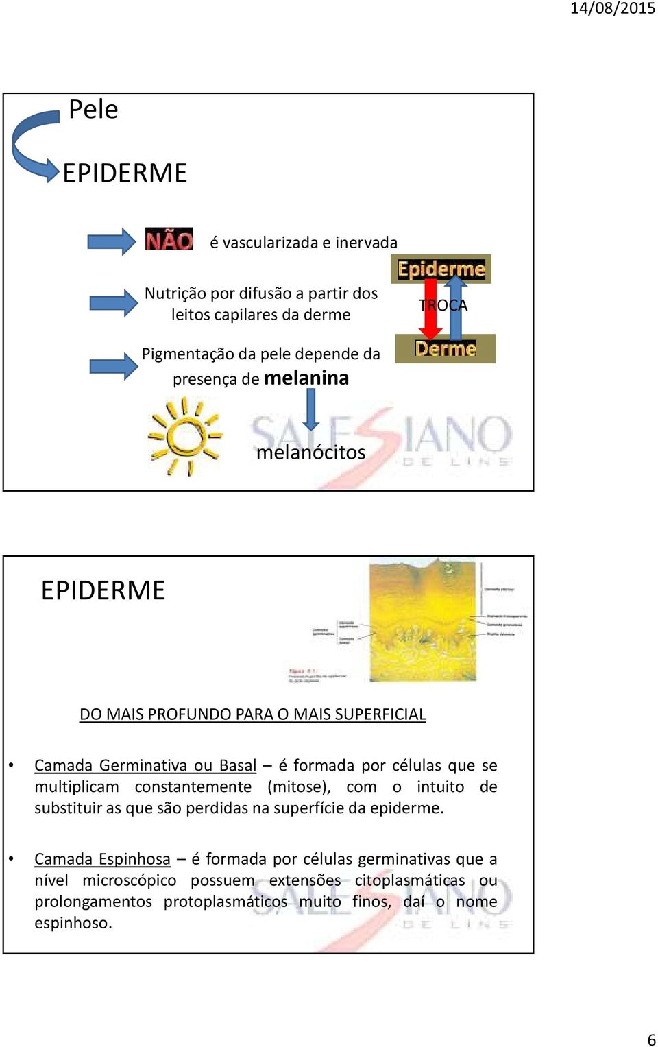 multiplicam constantemente (mitose), com o intuito de substituir as que são perdidas na superfície da epiderme.