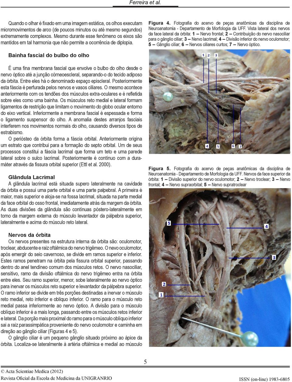 Fotografia do acervo de peças anatômicas da disciplina de Neuroanatomia - Departamento de Morfologia da UFF.