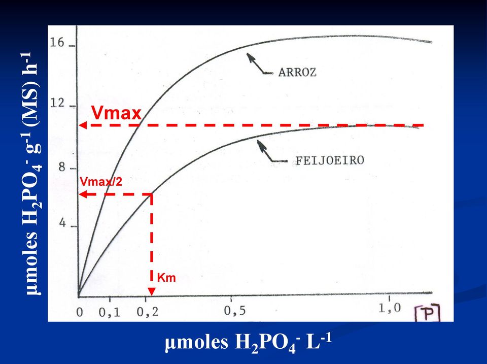 Vmax Vmax/2 Km