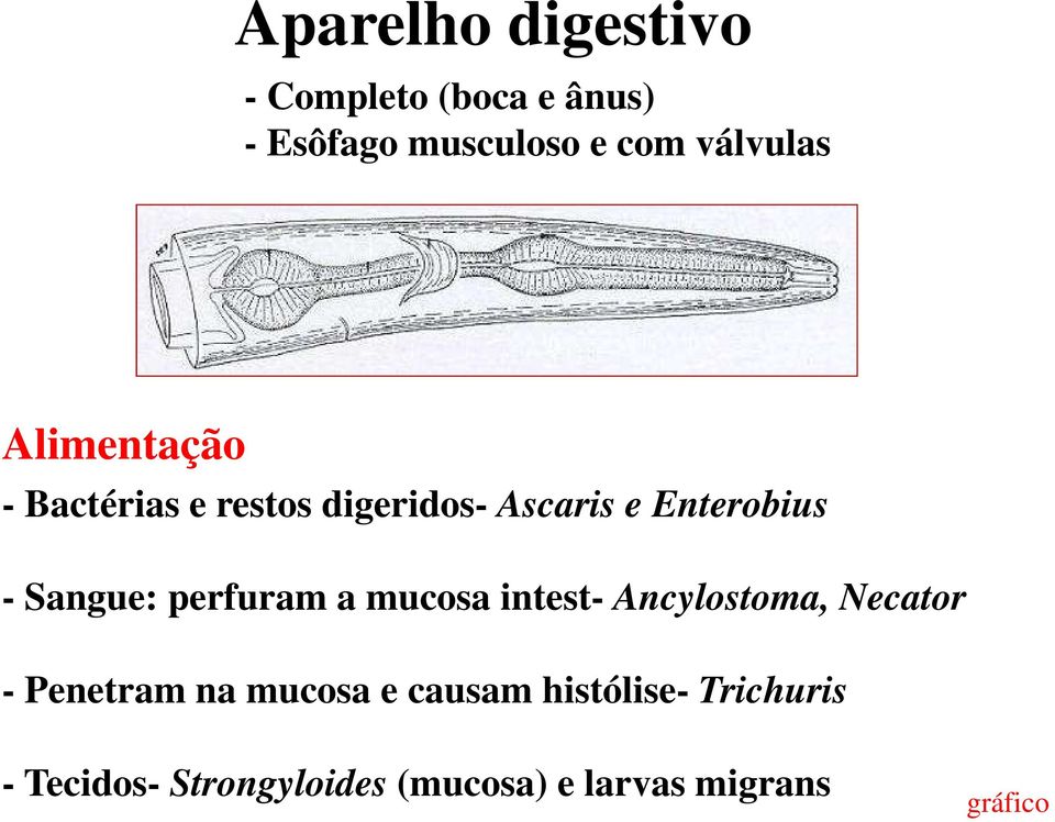 Sangue: perfuram a mucosa intest- Ancylostoma, Necator - Penetram na mucosa e