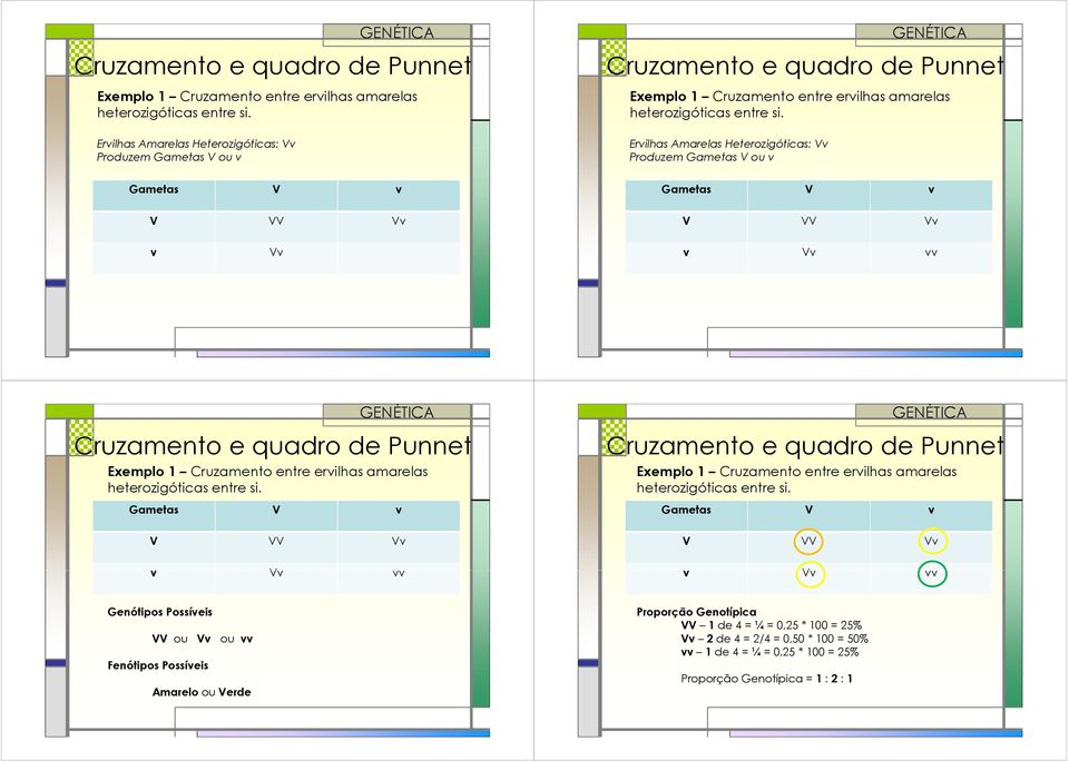 Possíeis ou ou Fenótipos Possíeis Amarelo ou erde Proporção Genotípica 1de 4 = ¼ = 0,25 * 100 = 25% 2de 4 = 2/4 = 0,50 * 100 = 50% 1de 4 = ¼ = 0,25 * 100