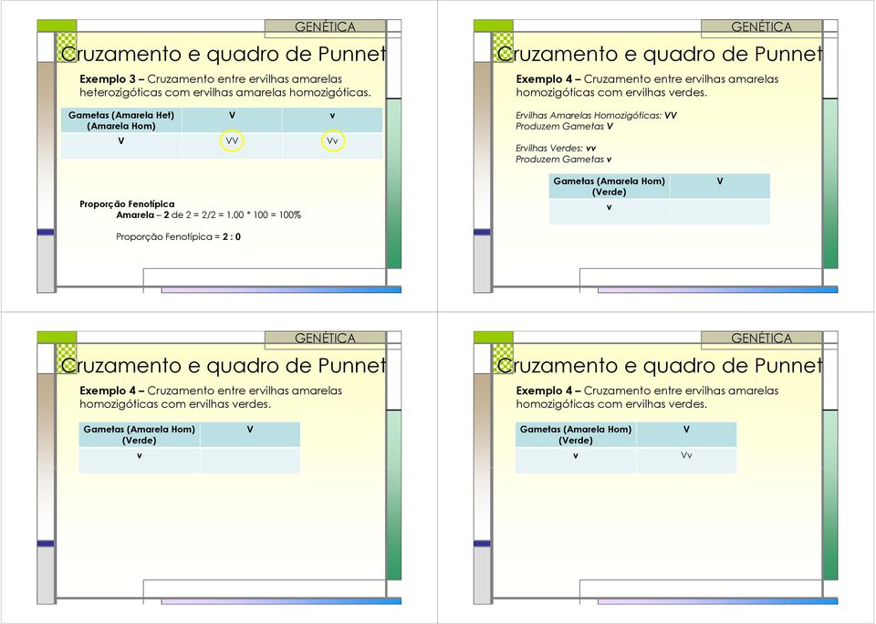 Erilhas Amarelas Homozigóticas: Produzem Gametas Erilhas erdes: Produzem Gametas Proporção Fenotípica Amarela 2de 2 = 2/2 = 1,00 * 100 = 100% Proporção