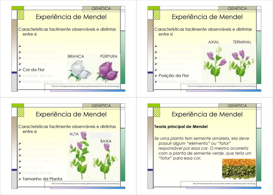 jpg Características facilmente obseráeis e distintas entre si Forma da Semente Cor da Semente Forma da agem Cor da agem Cor da Flor Posição da Flor Tamanho da Planta AXIAL TERMINAL http://www.