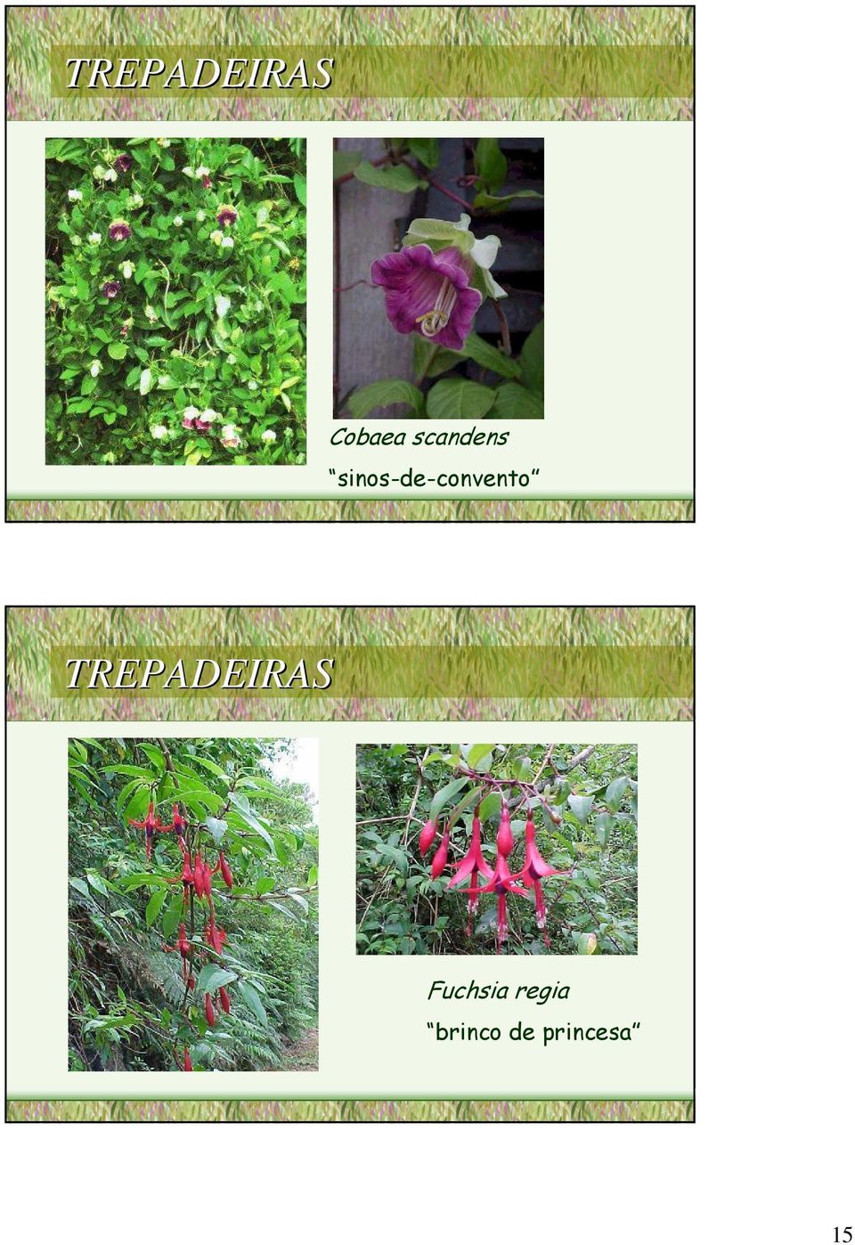 Fuchsia regia