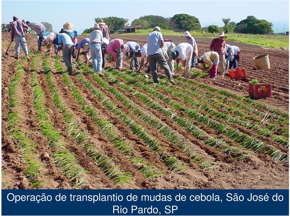 mudas de cebola,